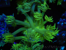 WYSIWYG Goniopora Yellow Spotted 19G5