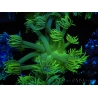 WYSIWYG Goniopora Yellow Spotted 19G5