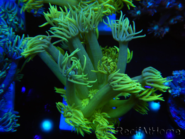 WYSIWYG Goniopora Yellow Spotted 19G6