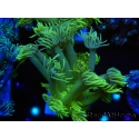 WYSIWYG Goniopora Yellow Spotted 19G6