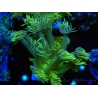 WYSIWYG Goniopora Yellow Spotted 19G6