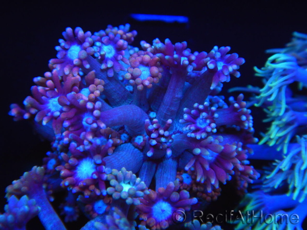 WYSIWYG Goniopora sp 19H1