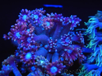 WYSIWYG Goniopora sp 19H1