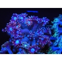 WYSIWYG Goniopora sp 19H1