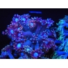 WYSIWYG Goniopora sp 19H1