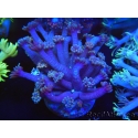 WYSIWYG Goniopora sp 19H2