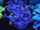 WYSIWYG Goniopora sp 19H2