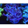 WYSIWYG Goniopora sp 19H2