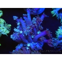 WYSIWYG Goniopora sp 19H3