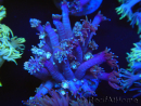WYSIWYG Goniopora sp 19H3