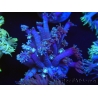 WYSIWYG Goniopora sp 19H3