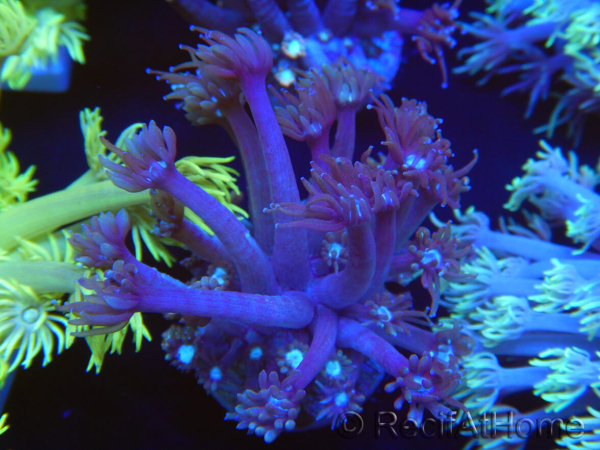 WYSIWYG Goniopora sp 19H4