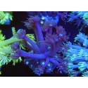 WYSIWYG Goniopora sp 19H4
