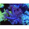 WYSIWYG Goniopora sp 19H4