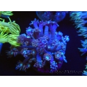 WYSIWYG Goniopora sp 19H5