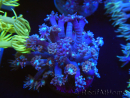 WYSIWYG Goniopora sp 19H5