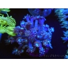 WYSIWYG Goniopora sp 19H5