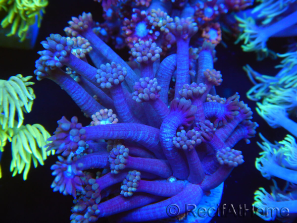 WYSIWYG Goniopora sp 19H6