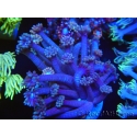 WYSIWYG Goniopora sp 19H6