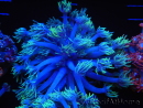 WYSIWYG Goniopora sp 19I1