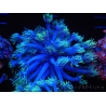 WYSIWYG Goniopora sp 19I1