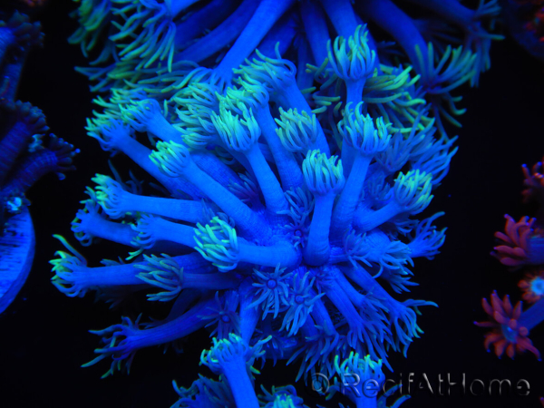 WYSIWYG Goniopora sp 19I2