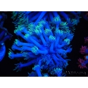 WYSIWYG Goniopora sp 19I2