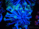 WYSIWYG Goniopora sp 19I2