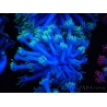 WYSIWYG Goniopora sp 19I2