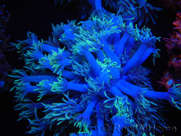 WYSIWYG Goniopora sp 19I5