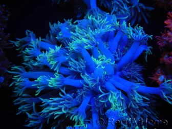 WYSIWYG Goniopora sp 19I5
