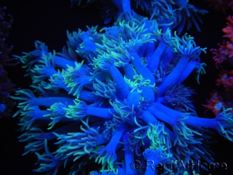 WYSIWYG Goniopora sp 19I5