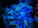 WYSIWYG Goniopora sp 19I5