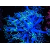 WYSIWYG Goniopora sp 19I5