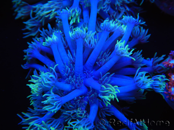 WYSIWYG Goniopora sp 19I6