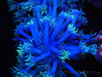 WYSIWYG Goniopora sp 19I6