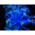 WYSIWYG Goniopora sp 19I6