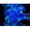 WYSIWYG Goniopora sp 19I6