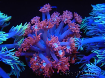 WYSIWYG Goniopora Bubblebath 19J1