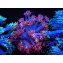 WYSIWYG Goniopora Bubblebath 19J1