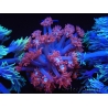 WYSIWYG Goniopora Bubblebath 19J1