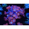 WYSIWYG Goniopora Bubblebath 19J2