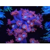 WYSIWYG Goniopora Bubblebath 19J2