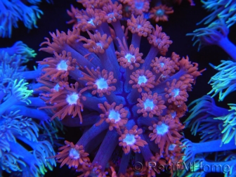 WYSIWYG Goniopora Bubblebath 19J3