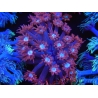 WYSIWYG Goniopora Bubblebath 19J3