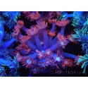 WYSIWYG Goniopora Bubblebath 19J4