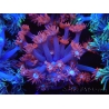 WYSIWYG Goniopora Bubblebath 19J4