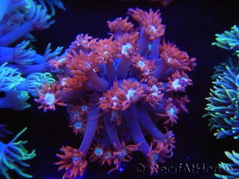 WYSIWYG Goniopora Bubblebath 19J5