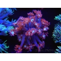 WYSIWYG Goniopora Bubblebath 19J5