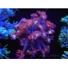 WYSIWYG Goniopora Bubblebath 19J5